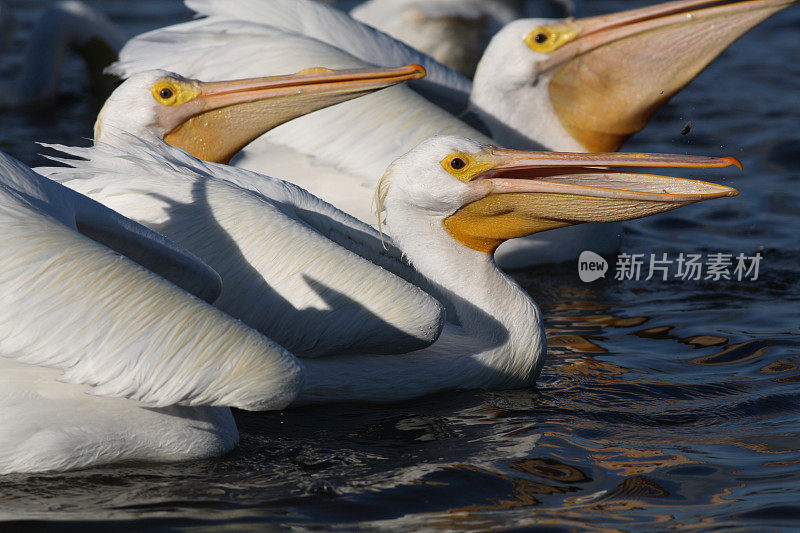 美洲白鹈鹕(Pelecanus erythrhynchos)摄食